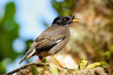Taveuni Island, Fiji bir ağaçta oturup..... orman myna