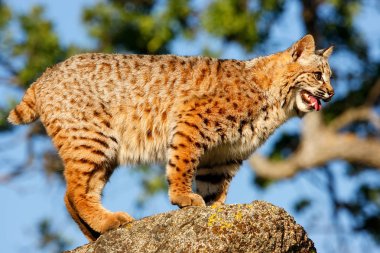 Bir kaya üzerinde Bobcat duran
