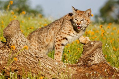Bir günlük Bobcat ayakta