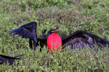 Erkek büyük Frigatebird (Fregata küçük) görüntüleme
