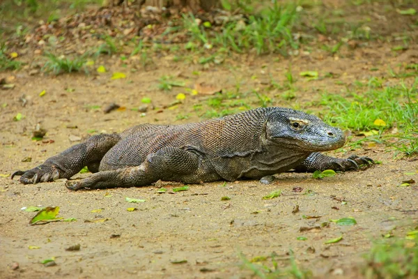 Dragón de Komodo tendido en el suelo en la isla Rinca en Komodo Nati — Foto de Stock