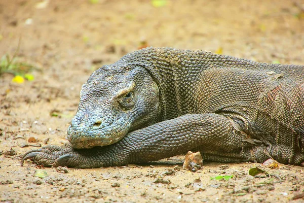 Retrato de dragão de Komodo descansando na ilha de Rinca em Komodo Nati — Fotografia de Stock