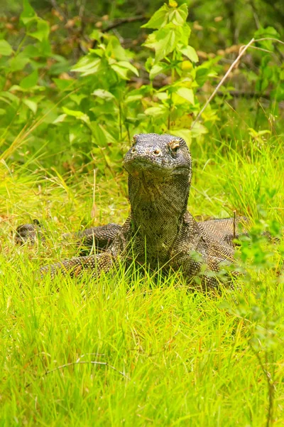 Komodovaranen liggande i gräset på Rinca Island i Komodo National — Stockfoto