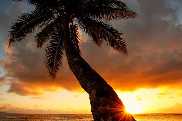 Palmboom leunt bij zonsopgang in Lavena dorp op Taveuni Island — Stockfoto