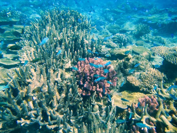 Coral reef, Somosomo szoros-le a parton a honos szigeten, F — Stock Fotó