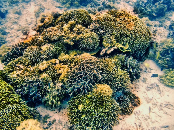 Korallzátony a Komodo Nemzeti Park, a Flores-tenger, a Nusa Tenggara, én — Stock Fotó
