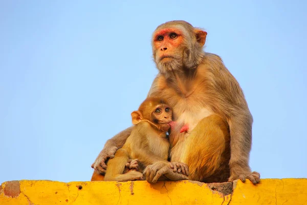 Rhesus macaque with a baby sitting on a wall in Taj Ganj neighbo — Stock Photo, Image