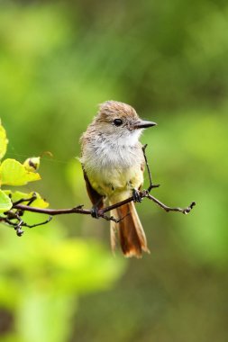 Galapagos sinekkapan Santiago Adası Galapagos Milli Parkı