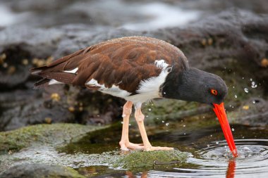 Santiago Adası Galapagos N'besleme Amerikan Poyraz kuşugiller