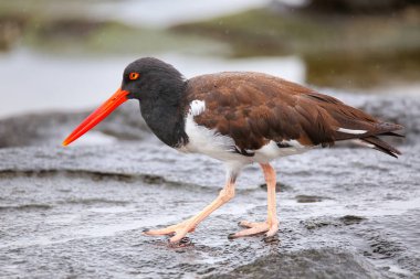 Santiago Adası Galapagos Ulusal Amerikan Poyraz kuşugiller 
