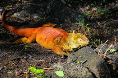 Land iguana at Charles Darwin Research Station on Santa Cruz Isl clipart