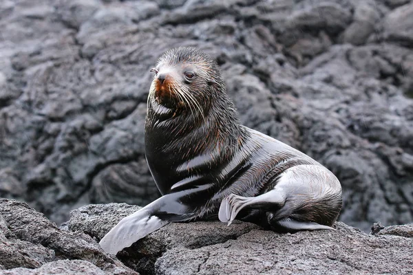 León marino peletero de Galápagos en Isla Santiago, Galápagos National Pa — Foto de Stock