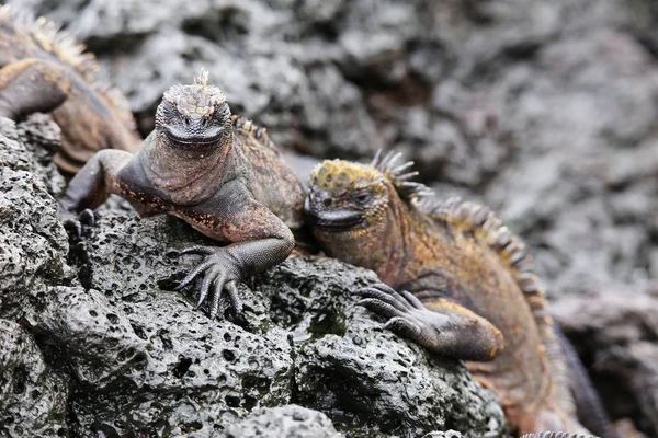 Tengeri leguánról Santiago-szigeten a Galapagos Nemzeti Park, EK — Stock Fotó