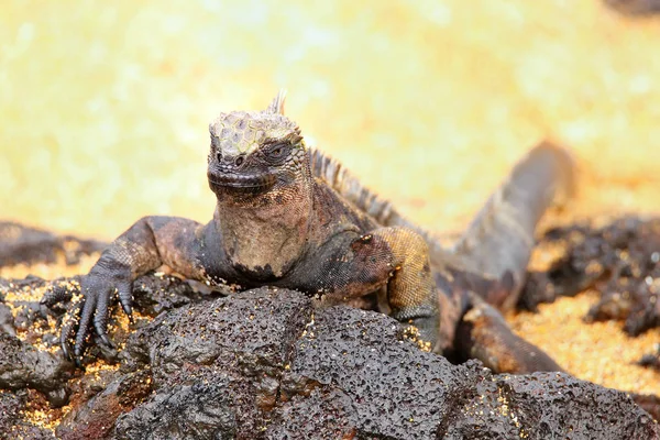 Tengeri leguán a Santiago-sziget, a Galapagos Nemzeti Park, Ecuador, já — Stock Fotó