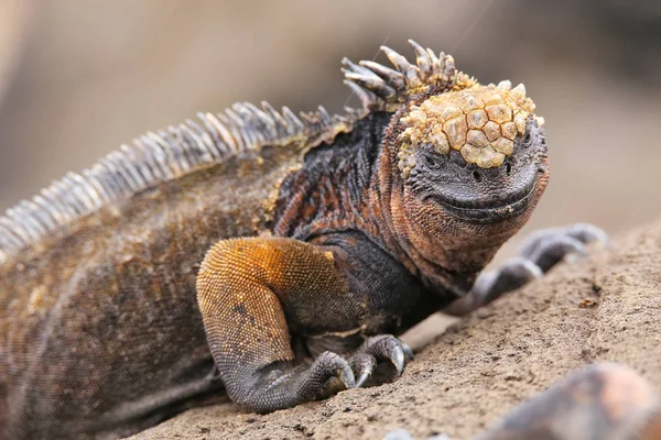 Legwan morski na wyspie Santiago, Park Narodowy Galapagos, Ecuad — Zdjęcie stockowe