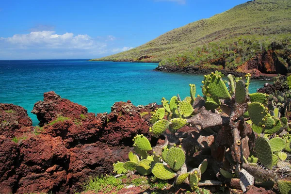 Galapagos fikonkaktus på Rabida Island i Galapagos nationella Pa — Stockfoto