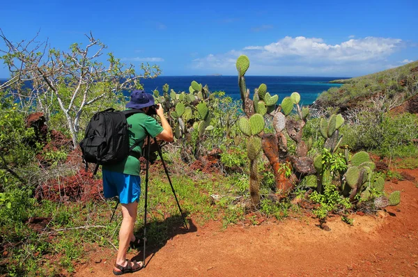 Man fotograferar Galapagos fikonkaktus på Rabida Island i Gal — Stockfoto