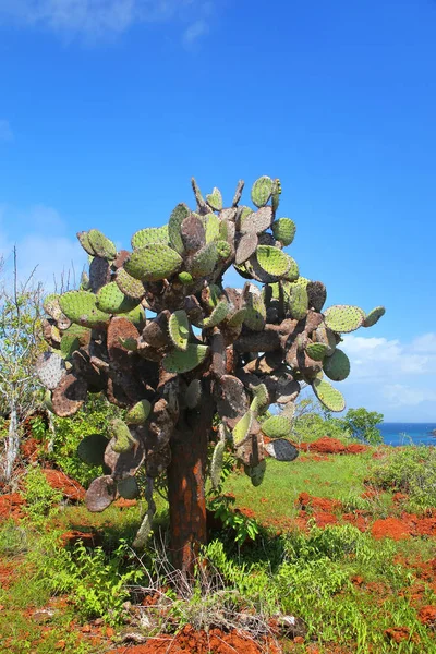 Galápagos pera espinosa en Isla Rábida en Galápagos National Pa —  Fotos de Stock
