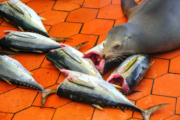 León marino de Galápagos yaciendo en el mercado de pescado en Puerto Ayora en S — Foto de Stock