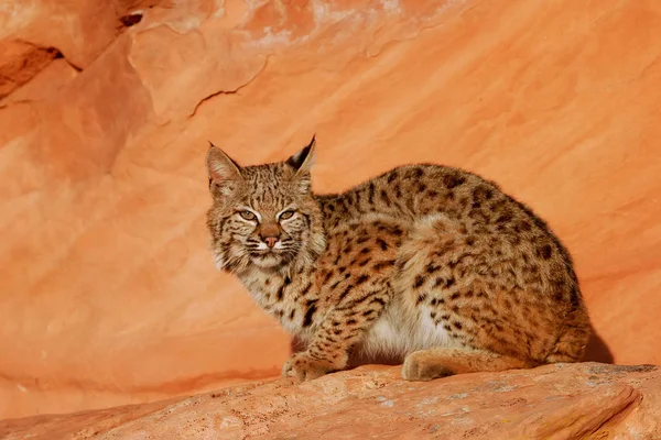 Bobcat sedí na červené skály — Stock fotografie