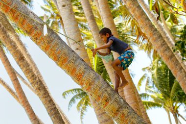 Lavena, Fiji - 27 Kasım: Tanımlanamayan çocuk ağaca tırmanıyor 