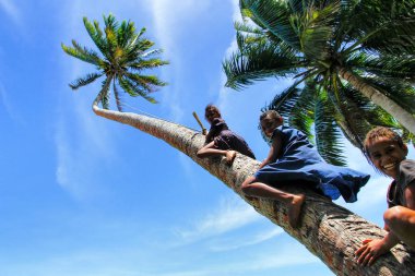 Lavena, Fiji - 27 Kasım: Tanımlanamayan çocuklar Tırmanma palmiye ağacı için