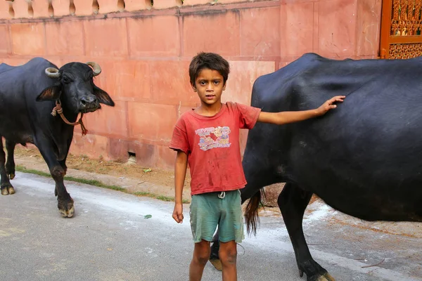 AGRA, INDIA - NOVEMBER 8: Unidentified boy walks with water buff — Stock Photo, Image