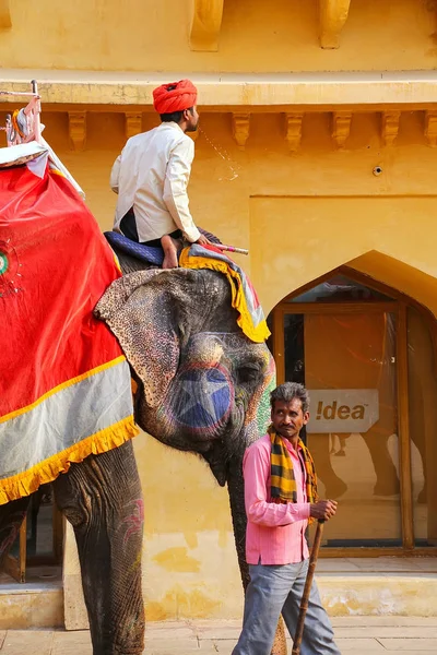 AMBER, INDIA - NOVEMBER 13: Unidentified man walks with elephant — Stock Photo, Image