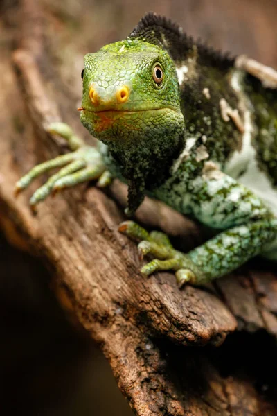 Portrét chocholatý leguán fidžijský (Brachylophus vitiensis) na Vi — Stock fotografie