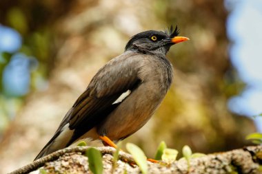 Taveuni Island, Fiji bir ağaçta oturup..... orman myna