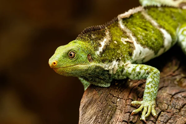 Viti Levu Isla üzerinde Fiji tepeli iguana (Brachylophus vitiensis)