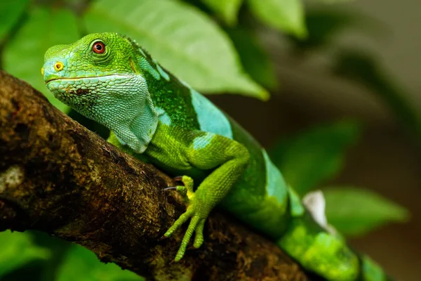 Mężczyzna Legwan fidżijski (Brachylophus fasciatus) na wyspie Viti Levu — Zdjęcie stockowe