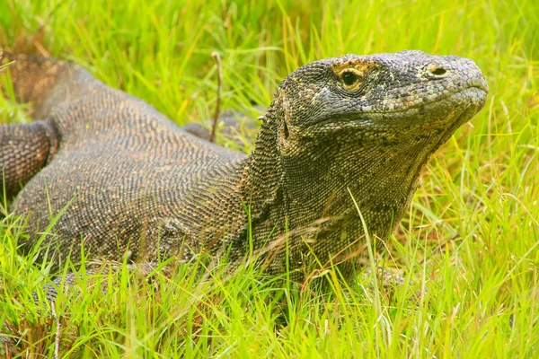 Komodo dragon Rinca Adası Komodo Ulusal çimlere yatan 