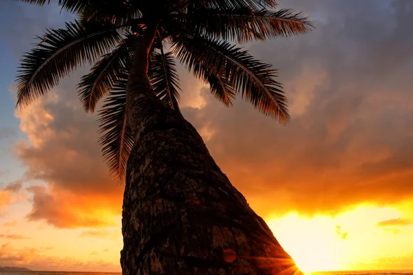 Lavena Köyü Taveuni adada gündoğumu, palmiye ağacı yaslanmış