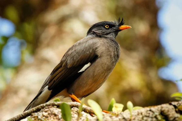 Jungle myna sitzt auf einem Baum auf der Insel Taveuni, Fidschi — Stockfoto