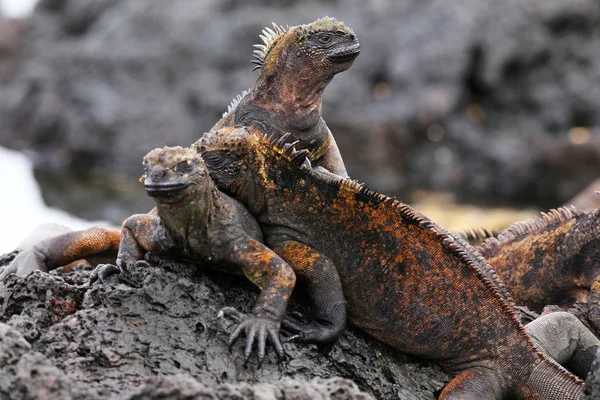 Iguanas marinhas na ilha de Santiago no Parque Nacional de Galápagos, Ec — Fotografia de Stock