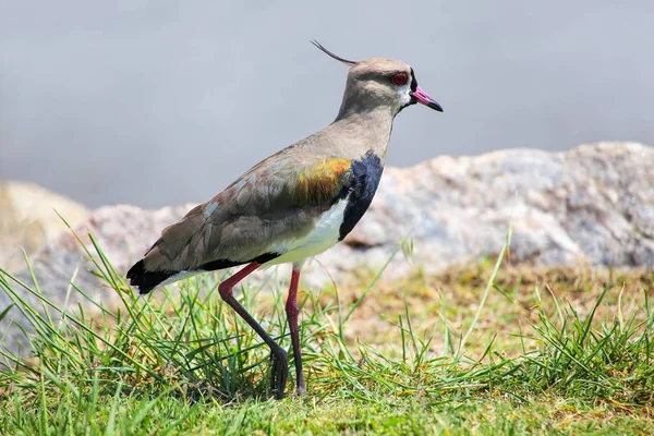 Southern Lapwing (Vanellus chilensis) — Stock Photo, Image