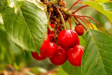 Olgun Kiraz meyve ağacı üzerinde