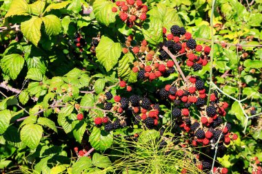 BlackBerry bush siyah ve kırmızı çilek ile