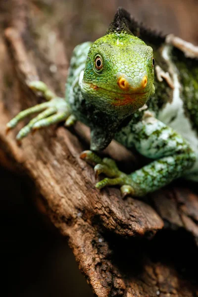 Portrét chocholatý leguán fidžijský (Brachylophus vitiensis) na Vi — Stock fotografie