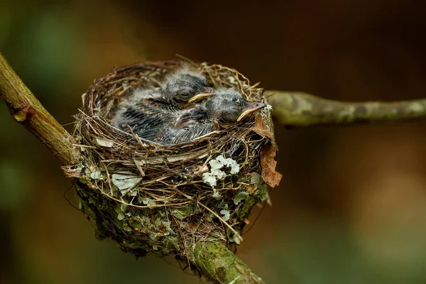 Nest des Vanikoro-Breitschnabels (myiagra vanikorensis) mit Küken auf — Stockfoto