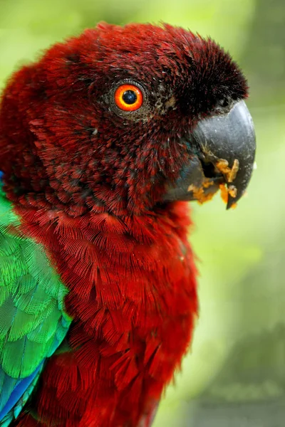 Red-Breasted muskus-Parrot (Prosopeia tabuensis tabuensis) — Stockfoto