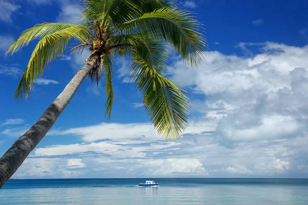 Scheve palmboom op het strand, Nananu-i-Ra island, Fiji — Stockfoto