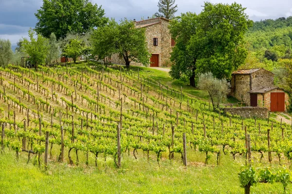Vineyard with a small farmhouse in Montalcino, Val d'Orcia, Tusc — Stock Photo, Image