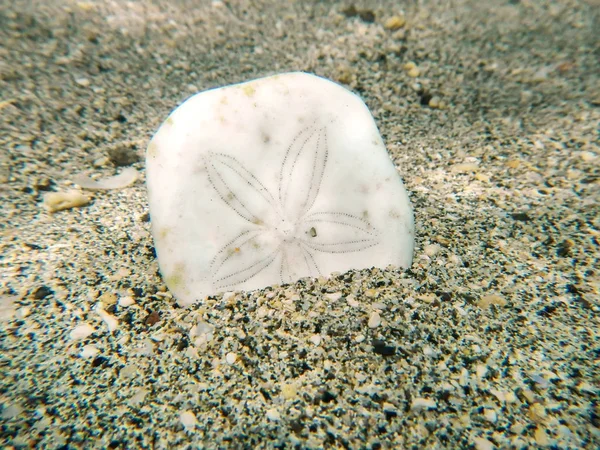 Δολάριο άμμο σε καθαρό νερό — Φωτογραφία Αρχείου