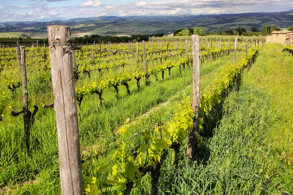 Řádky z hroznů vinné révy na vinici nedaleko Montalcino, Val d'Orcia, — Stock fotografie