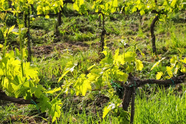 Wijnstokken in een wijngaard in de buurt van Montalcino, Val d'Orcia, Tuscany, — Stockfoto