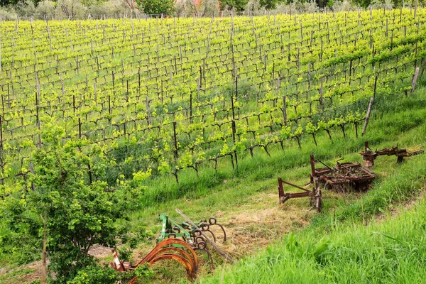 Filas de viñas en un viñedo cerca de Montalcino, Val d 'Orcia , — Foto de Stock