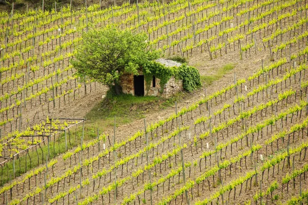 Vinice s malou farmu v Montalcino, Val d'Orcia, Tusc — Stock fotografie