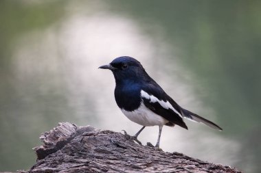 Oryantal Saksağan-bir ağaçta oturup..... robin (Copsychus saularis) 